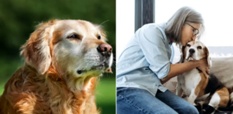 Alzheimer canino: señales para detectarlo a tiempo en perros mayores