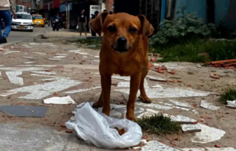 Amor Peludo: tienda virtual que ayuda a perros y gatos rescatados en Colombia