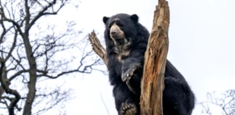 Aumenta la presencia del oso andino en cordilleras Occidental y Central