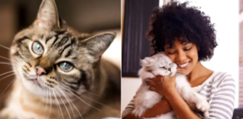 Beneficios de convivir con un gato según la ciencia: salud y bienestar