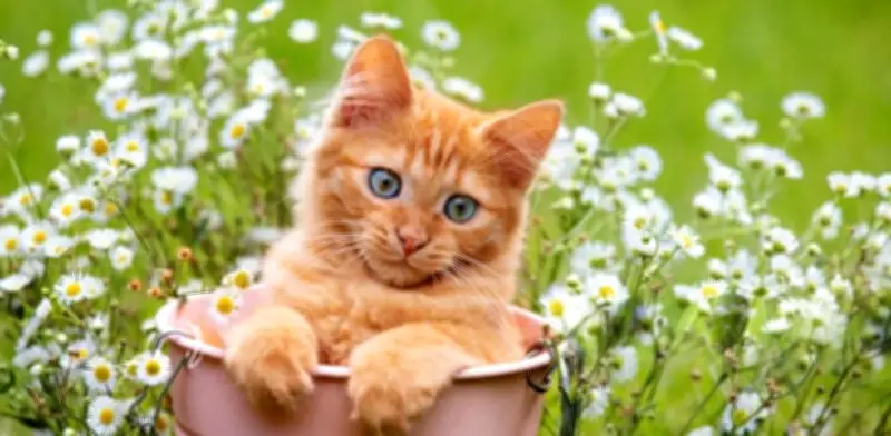 Beneficios y riesgos de la manzanilla en gatos: lo que debes saber