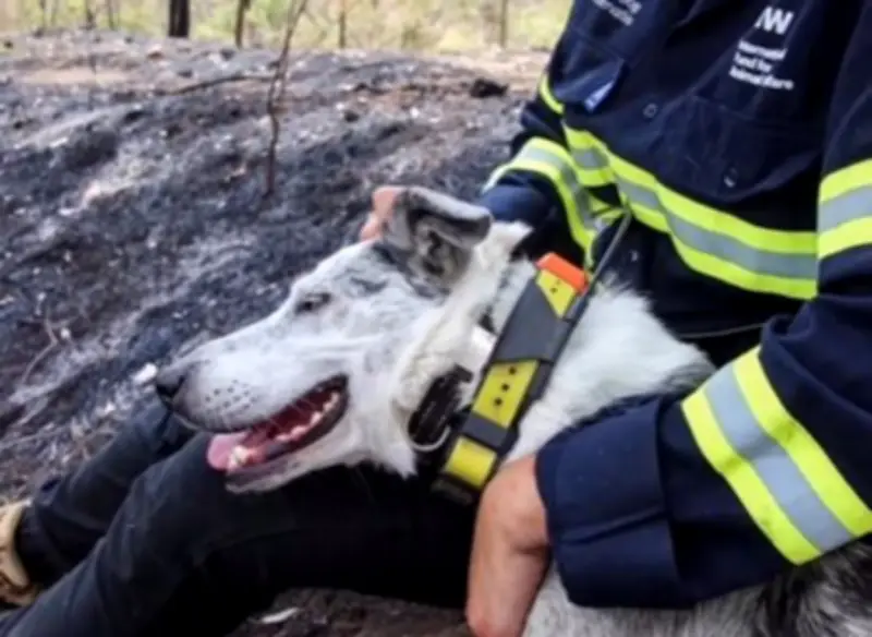 Buscan nuevo perro detector de koalas tras jubilación de 'Oso' en Australia