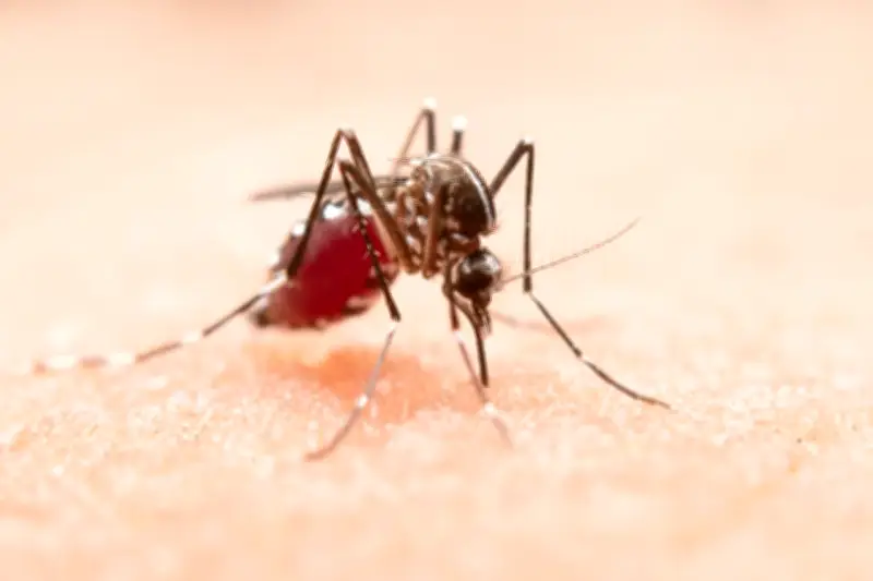 Cali usará inteligencia artificial para anticipar brotes de dengue con tres semanas de antelación