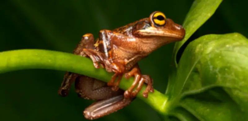 Canto inédito de rana amazónica Osteocephalus omega es grabado en Colombia