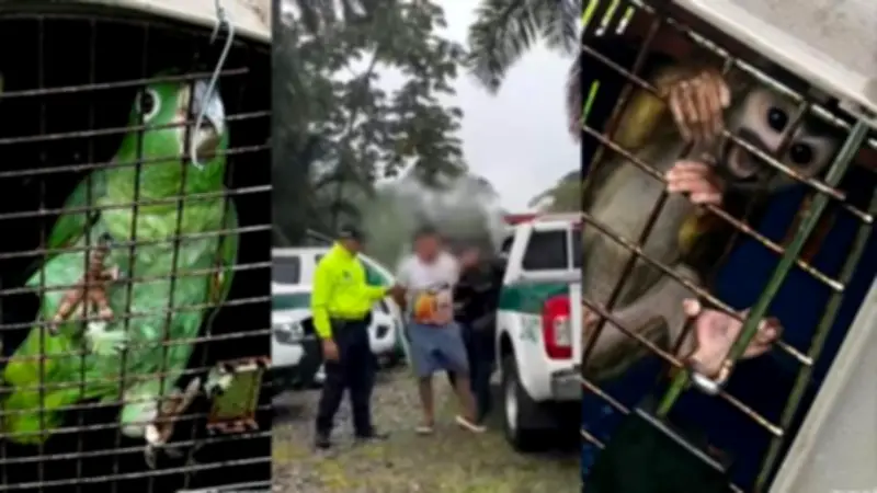 Capturan en Putumayo a creador de contenido por tráfico de fauna silvestre