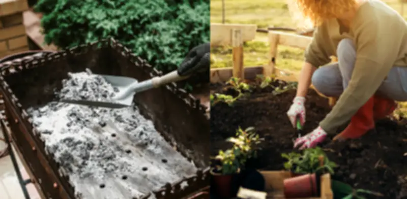 Cenizas de asado: un tesoro para el jardín, según expertos