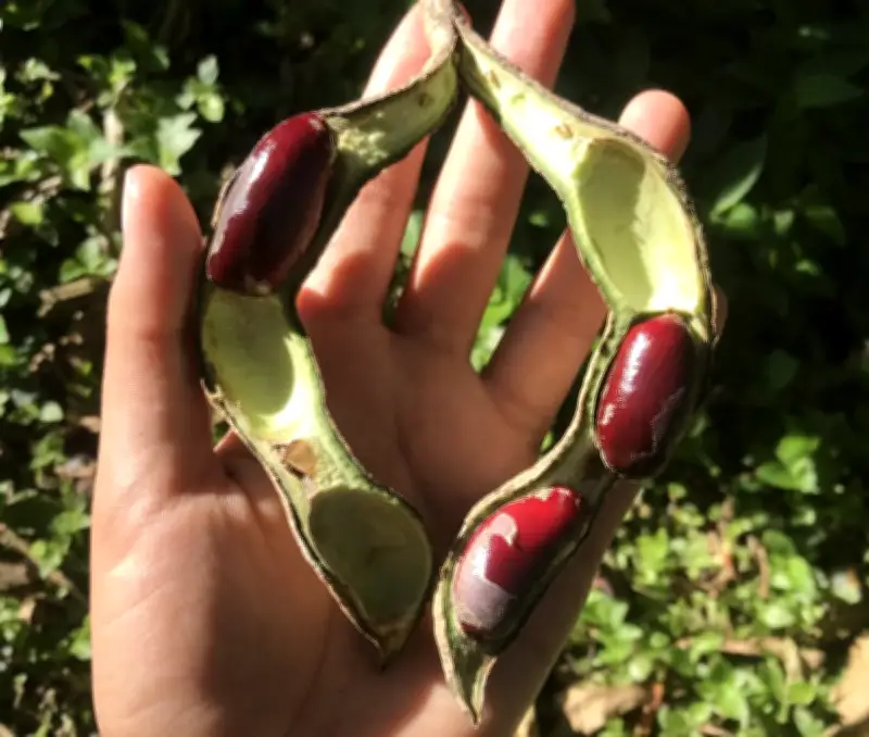 Chachafruto: el superalimento andino con 23% de proteína que crece en Colombia