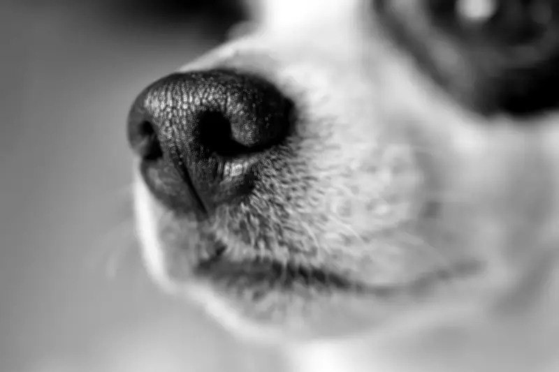 Ciencia confirma que los perros pueden oler el miedo humano gracias a su olfato