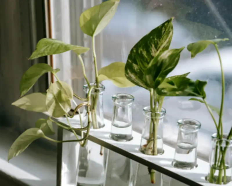 Cinco plantas para cultivar en agua y cuidarlas en casa