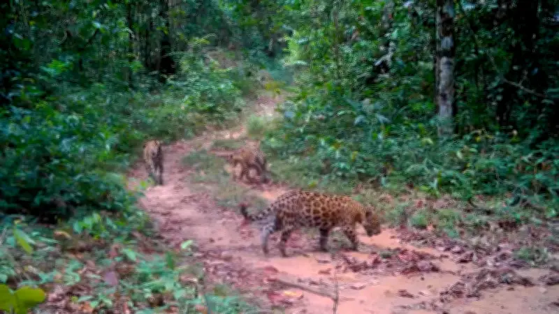 Cámara trampa capta a jaguar con sus crías en la Amazonia colombiana