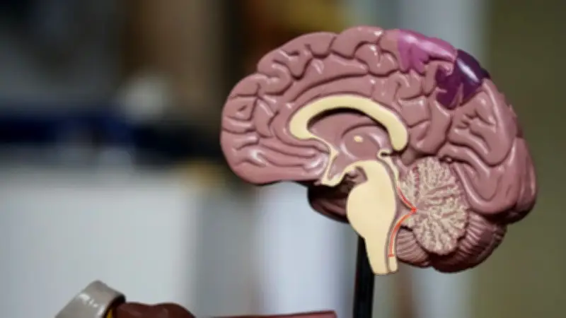 Cómo entender tu cerebro para mejorar salud mental, según experta