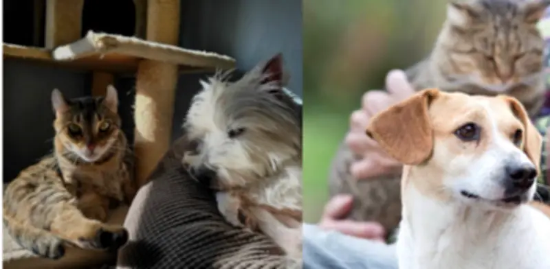 Cómo evitar golpe de calor en perros y gatos durante el Fenómeno del Niño