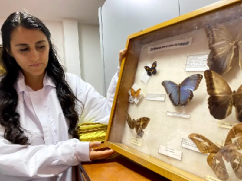Colección entomológica de la Cdmb: 3.000 ejemplares para la biodiversidad