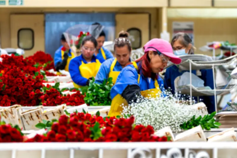 Colombia exporta 59.000 toneladas de flores por Día de la Madre 2025