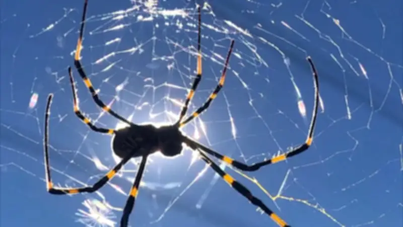Colombia importa suero antiaraña desde México por falta de producción nacional