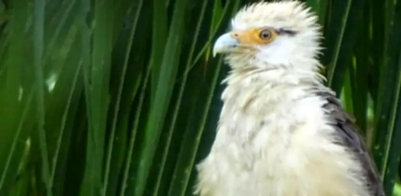 Colombia reafirma su liderazgo mundial en especies de aves con 1.566 registros en Global Big Day