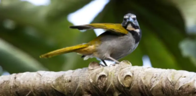 Colombia recupera liderazgo mundial en avistamiento de aves con 1.566 especies