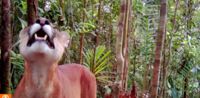 Comunidad de La Plata avista 19 especies de fauna en restauración ambiental en Bahía Málaga