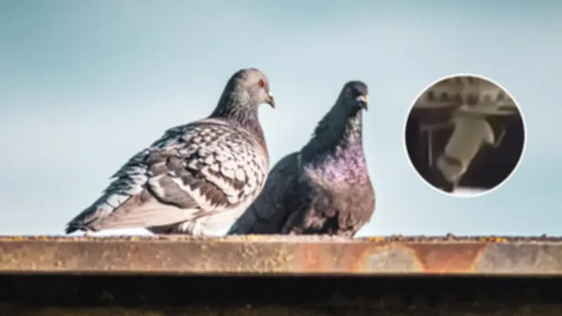 Condenan a 2 años y medio de cárcel a hombre que mató palomas en Ocaña