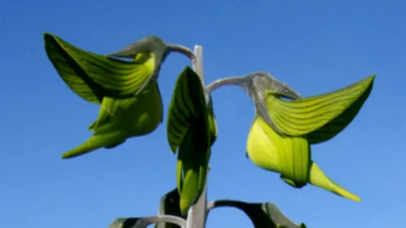 Crotalaria cunninghamii: la planta australiana con flores que parecen colibríes