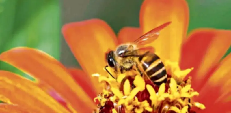 Día Mundial de las Abejas 2026: el impacto de su desaparición en los alimentos