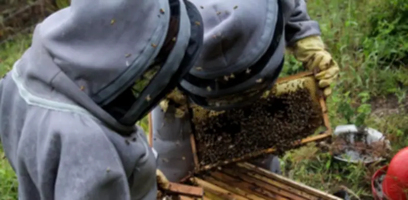 De la minería a la miel: la apicultura transforma California, Santander