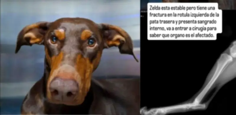Denuncian atropello de perrita dóberman en el norte de Bogotá: buscan al conductor