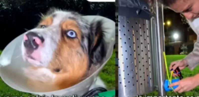 Denuncian grave lesión a perro por pin de caneca en Bogotá