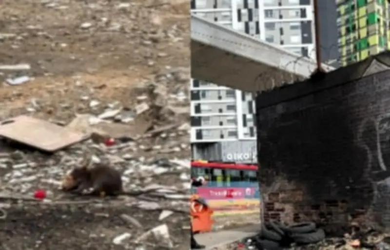 Denuncian invasión de ratas en inmediaciones del metro de Bogotá