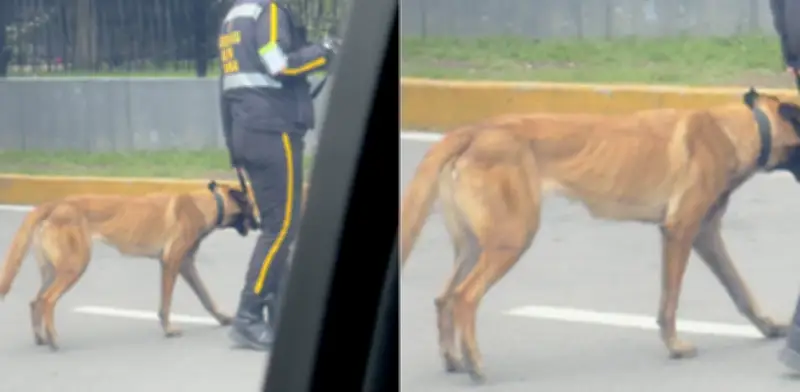 Denuncian maltrato animal en Unicentro Bogotá: perro desnutrido genera indignación