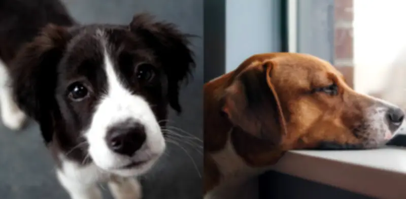 Depresión en perros y gatos: señales clave para detectarla