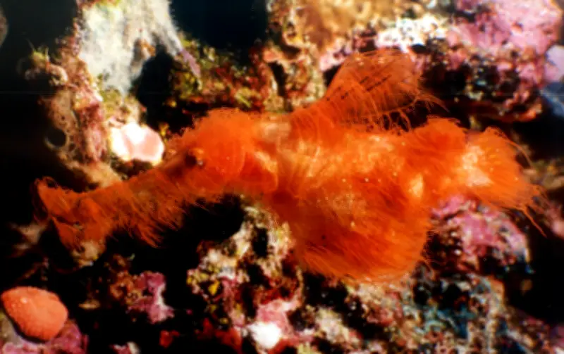 Descubren nueva especie de pez pipa fantasma en Australia