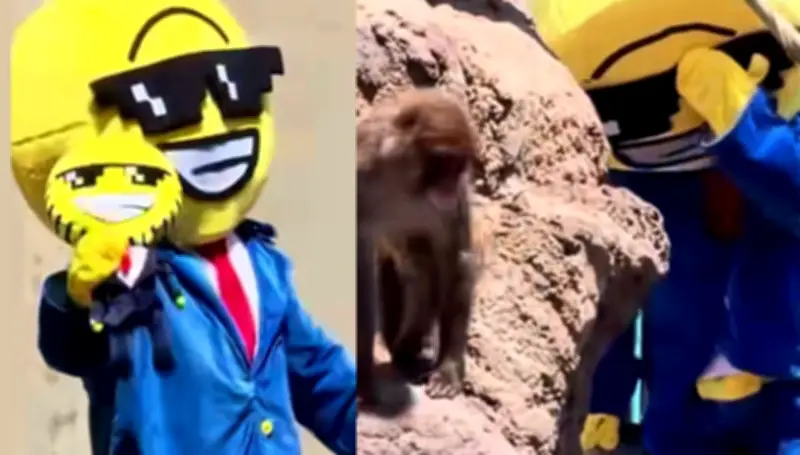 Detenidos en Japón por violar hábitat de Punch, macaco viral