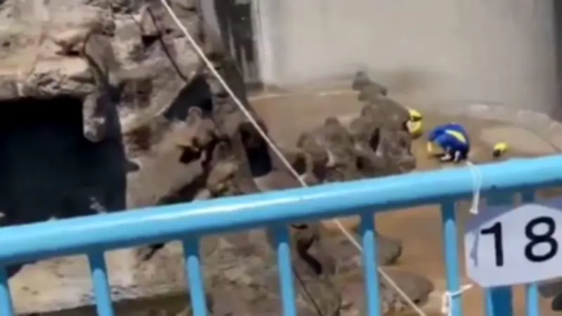 Detienen a dos turistas por irrumpir en hábitat de mono en zoológico de Japón