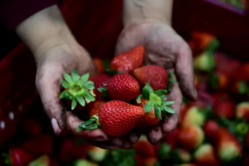 Dietas saludables: mito de costos altos en Colombia