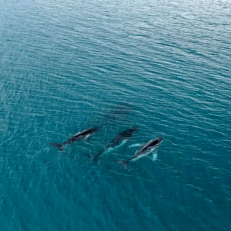 Documentan viaje récord de ballenas jorobadas entre Australia y Brasil