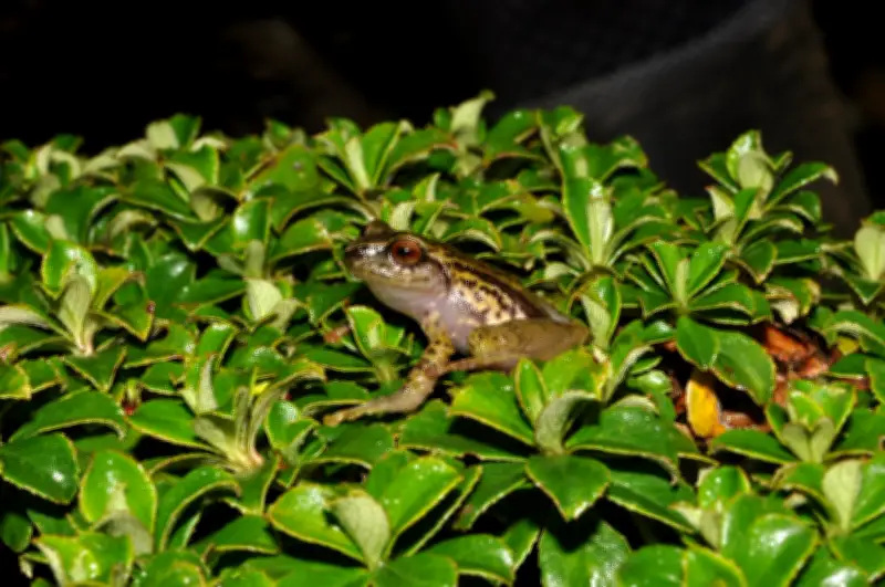 Dos nuevas especies de ranas descubiertas en Farallones de Cali