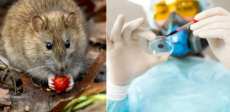 Dos pacientes con hantavirus salen de Gran Canaria en segundo avión