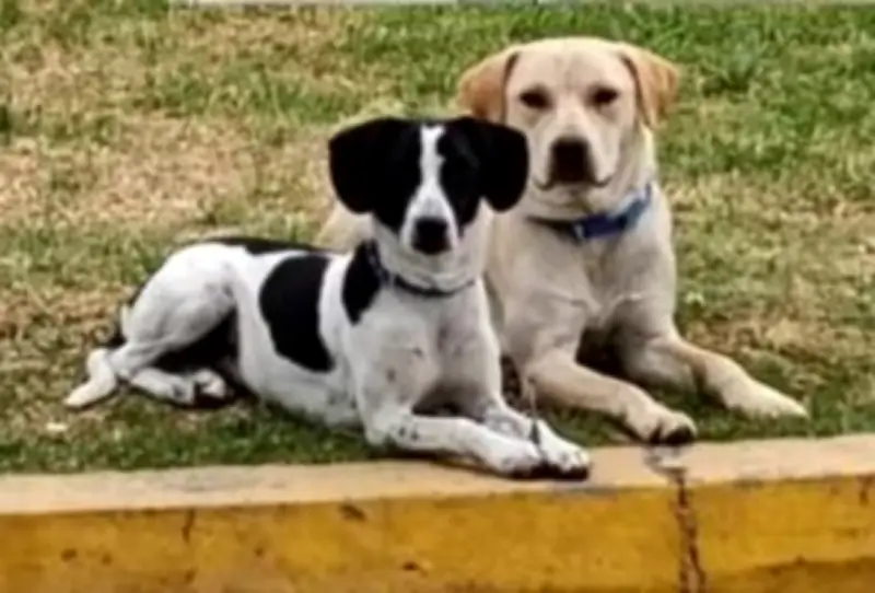 Dos perritas inseparables buscan hogar tras ser desalojadas de gasolinera en Cundinamarca