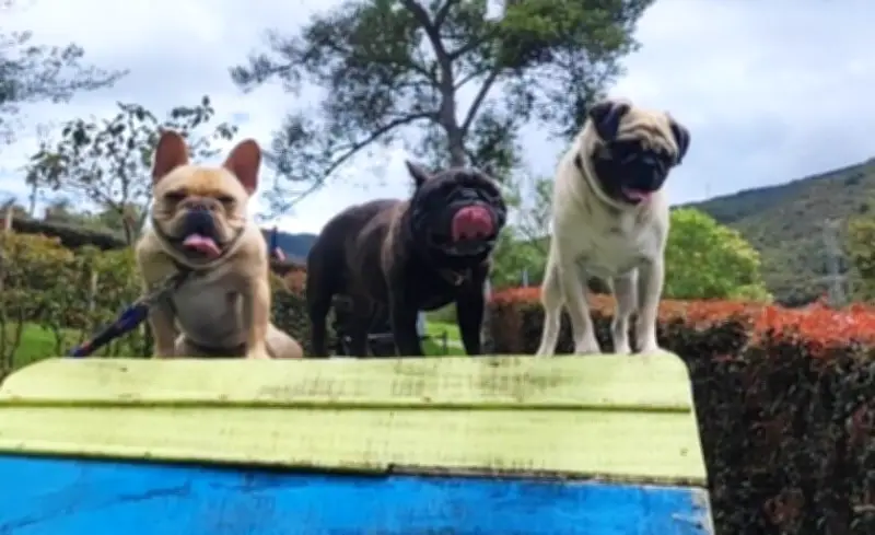 El lado tierno de Germán Vargas Lleras: su amor por sus bulldogs franceses