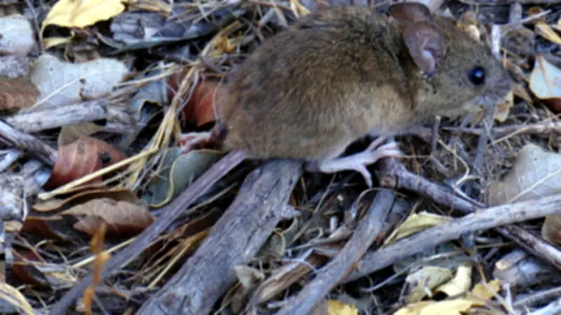 El ratón colilargo, principal transmisor del hantavirus en el brote del crucero MV Hondius
