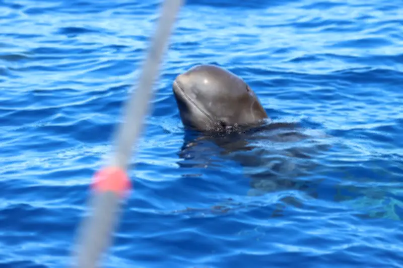 El ruido de embarcaciones afecta la comunicación de ballenas piloto