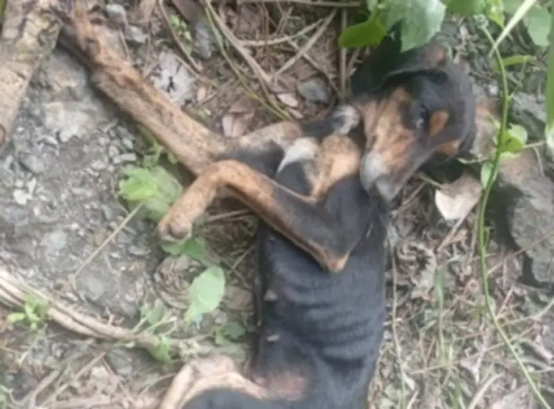 Esperanza: perrita rescatada en Bogotá lucha por recuperarse
