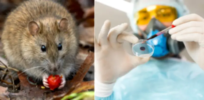¿Existe cura para el hantavirus? OMS revela todo sobre tratamientos y prevención