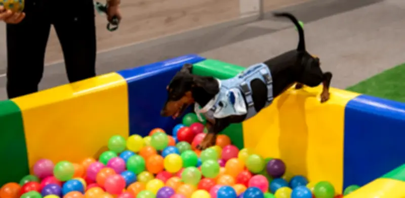 Expopet regresa a Corferias con más de 200 expositores y adopciones