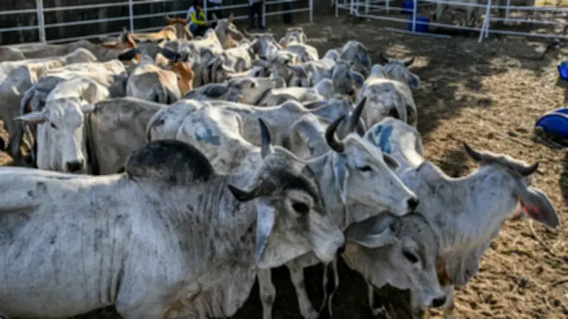 Fedegán alerta sobre proyecto de decreto que limita exportación de ganado en pie