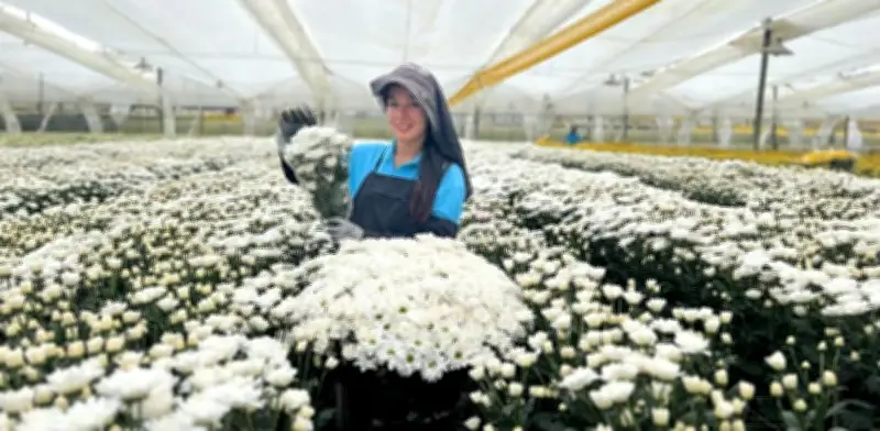 Flores colombianas casi duplican exportaciones a EE. UU. en 14 años del TLC