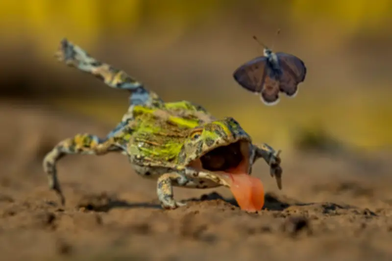 Fotógrafo de 20 años gana concurso con liebre alpina en Suiza