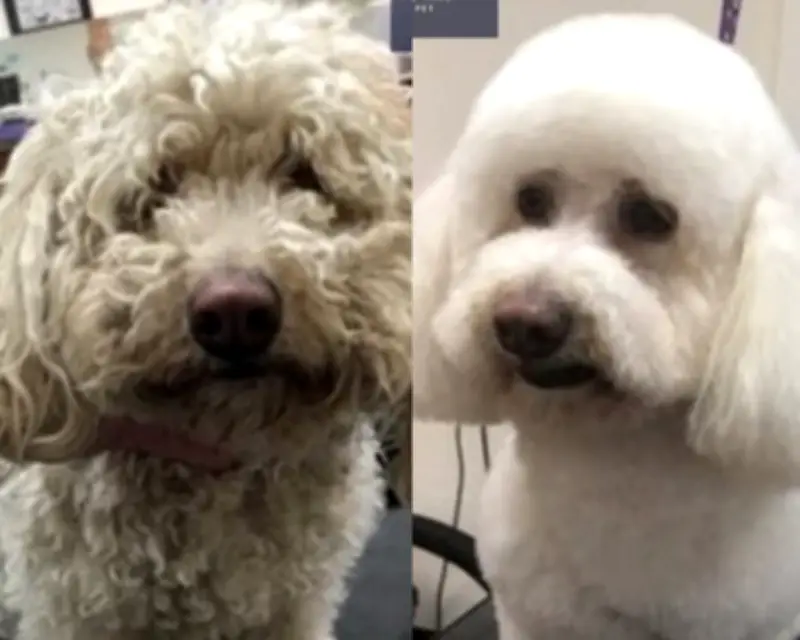 Fundación en Los Ángeles transforma perros callejeros con peluquería gratuita