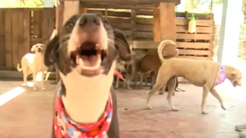 Fundación rescata perros abandonados en la costa y pide donaciones urgentes